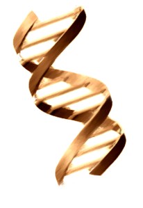 DNA in the Evolution of KM and OD